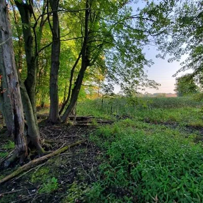Chiropractic Shelby Charter Township MI Stony Creek Tress on the edge of a green field.